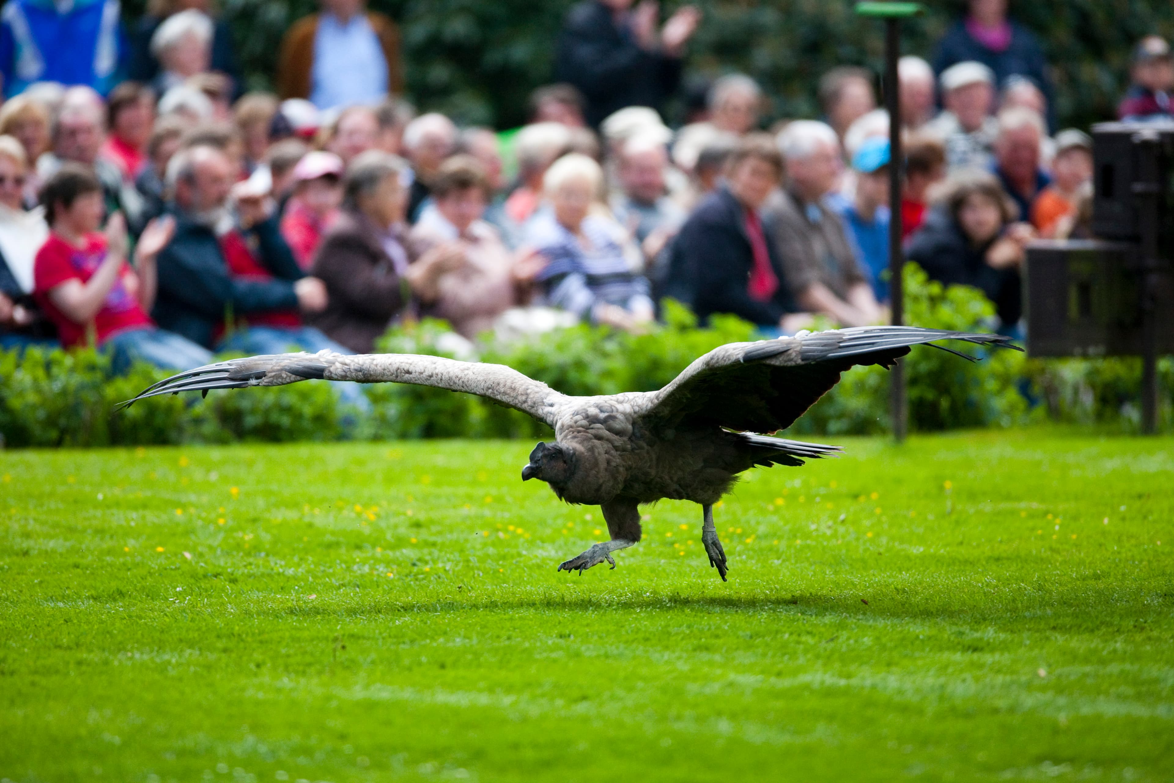 flugshow immer mittags im Vogelpark Walsrode