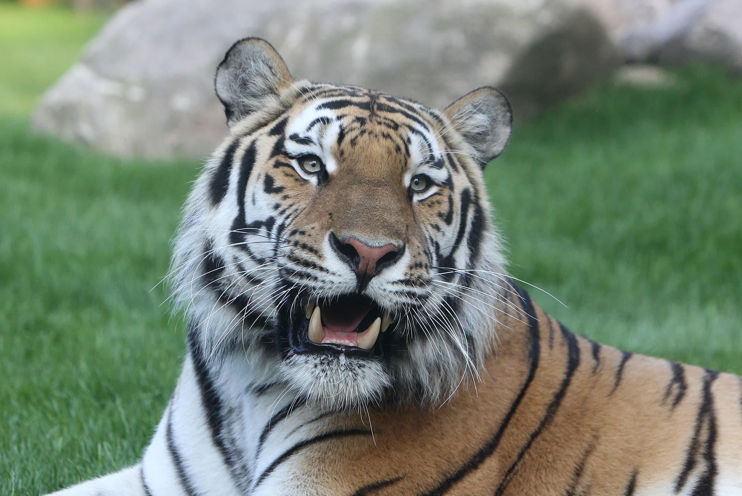 Wildpark Lüneburger HeideLüneburg Heath Wildlife ParkLüneburg Hede DyreparkWildpark Lüneburger Heide