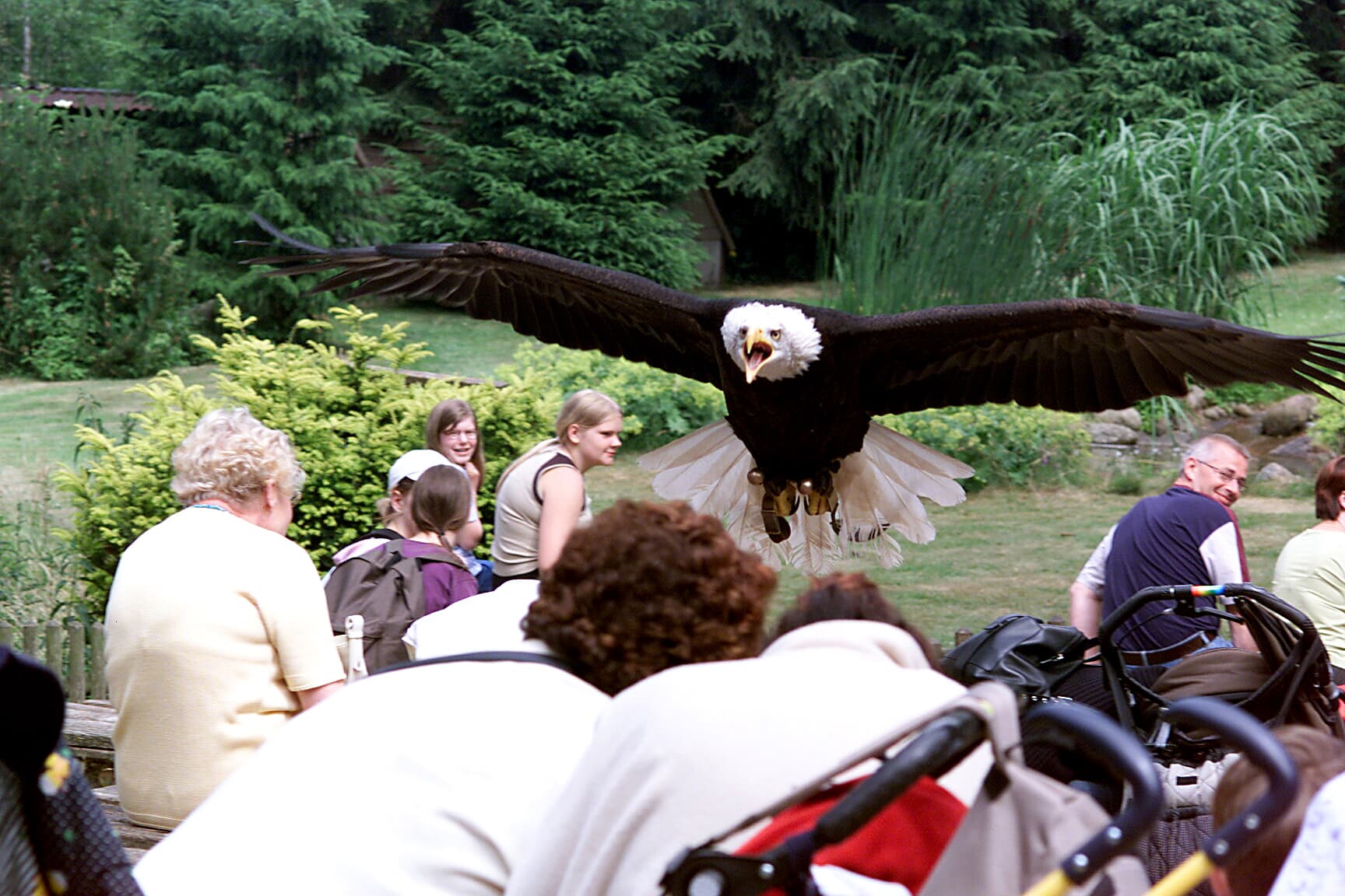 Tägliche Greifvogel Show im Wildpark Lüneburger HeideDaily birds of prey show in Lüneburg Heath Wildlife ParkDagligt rovfugleshow i Lüneburg Heath Wildlife ParkDagelijks roofvogelshow in Lüneburger Heide Wildpark