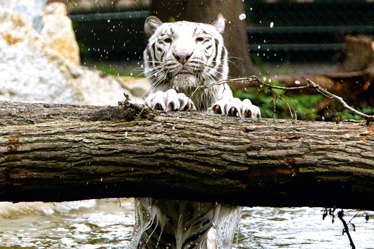spektakulär sind die weissen tiger im serengeti park hodenhagen