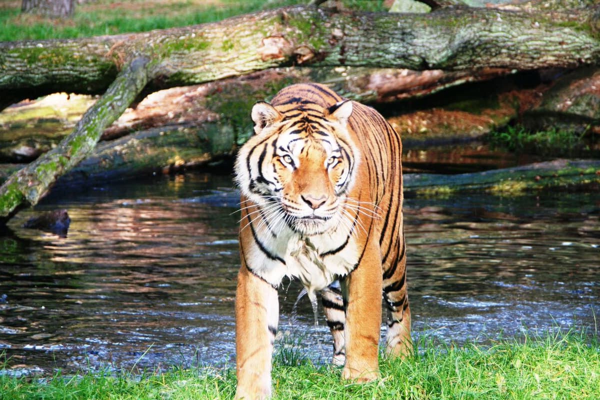 durch das tiger gehege kann man mit dem auto fahren im serengeti park