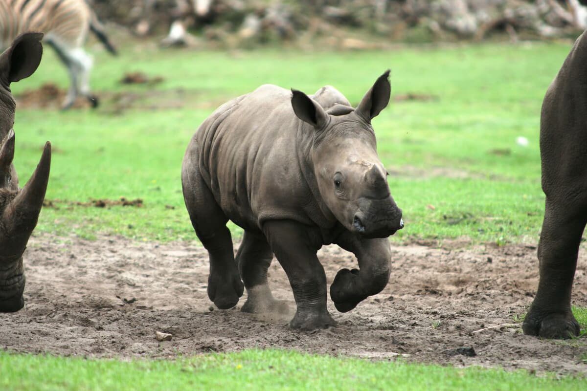 zu den lieblingen im serengeti park gehören die nashörner
