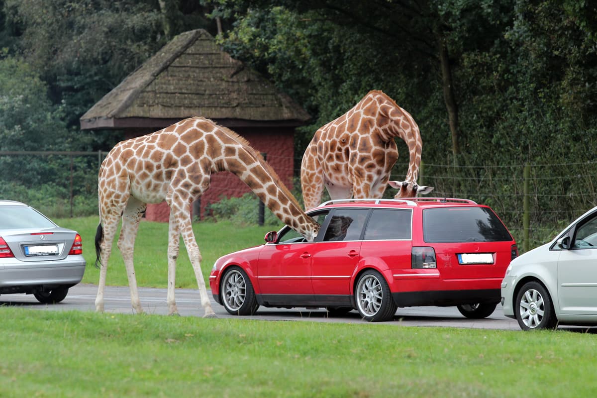 man kann mit dem eigenen auto durch den serengeti park fahren