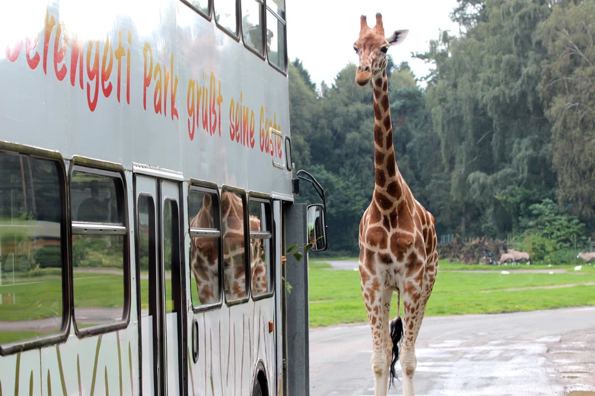 mit dem bus durch den safari park in hodenhagen