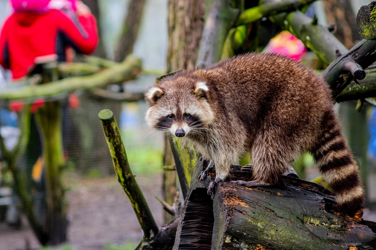 Waschbärfütterung im Wildpark Müden Raccoon feeding in Müden Wildlife ParkVaskebjørnefodring i Müden Wildlife ParkWasberen voeren in het wildpark Müden