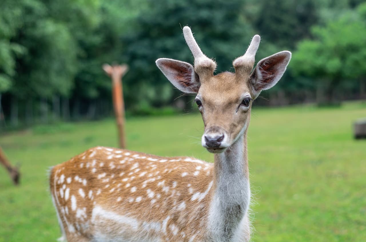 Helles Damwild im Wildpark Müden Pale fallow deer in Müden Wildlife ParkBleg dådyrhjort i Müden Wildlife ParkBleke damherten in het wildpark Müden
