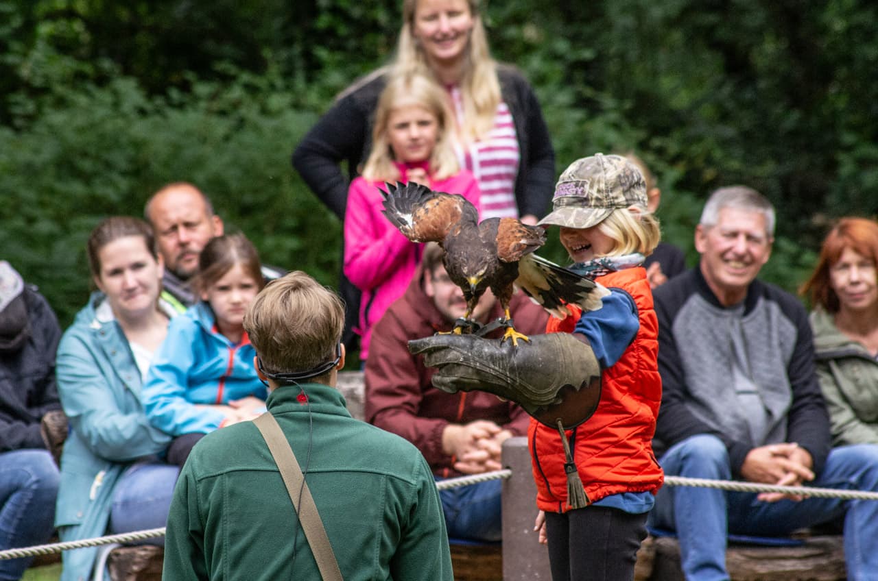 Flugschau Harris Hawk im Wildpark Müden Harris Hawk air show in Müden Wildlife ParkHarris Hawk-flyveopvisning i Müden Wildlife ParkLuchtshow met havik in wildpark Müden