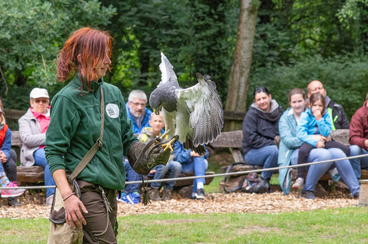 Flugschau Kordillerenadler im Wildpark Müden Cordillera eagle flight show in Müden Wildlife ParkFlyveshow med Cordillera-ørn i Müden Wildlife ParkCordillera arend vliegshow in Müden Wildlife Park