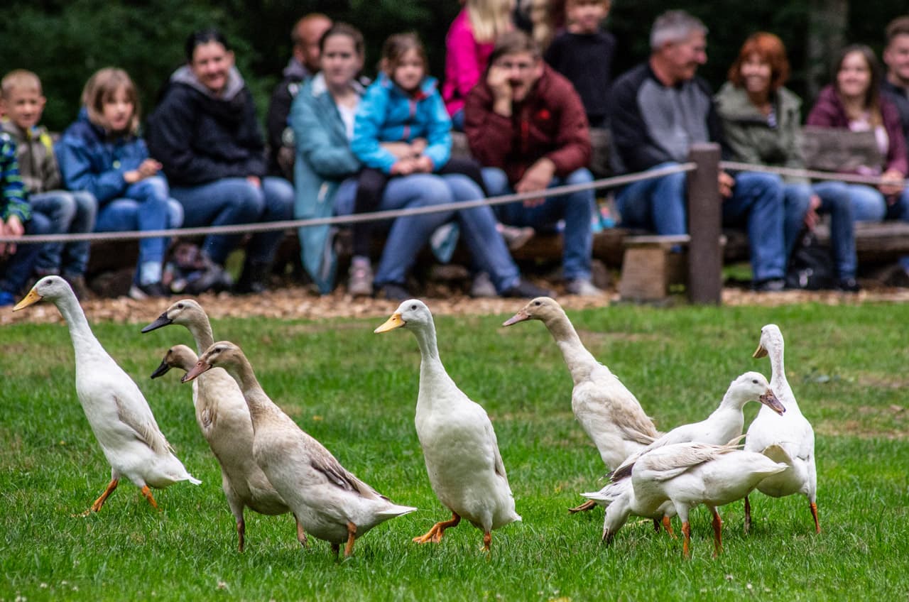 Flugschau Laufenten im Wildpark Müden Flight show for runner ducks in Müden Wildlife ParkFlyveshow for løbeænder i Müden Wildlife ParkVluchtshow voor loopeenden in Wildpark Müden