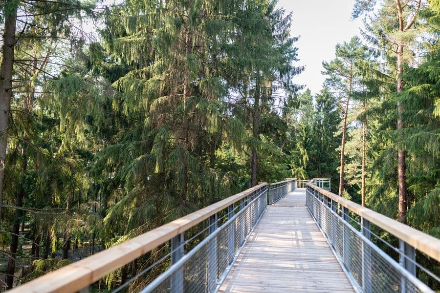 Stege des Baumwipfelpfads in der HöheWalkways of the treetop walk at heightGangbroer i trætoppen går i højdenWandelpaden van de boomtopwandeling op hoogte