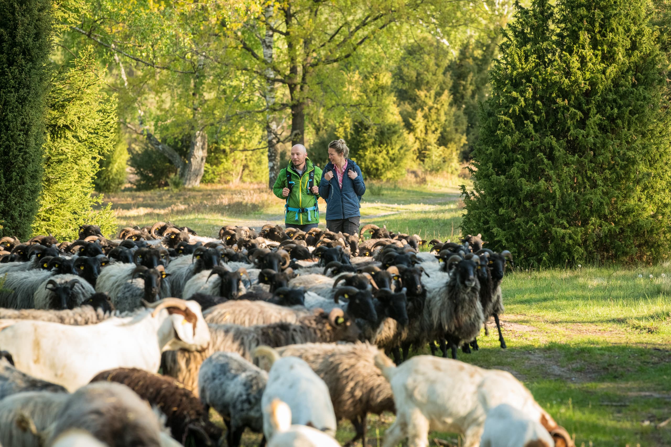 Heidschnuckenherde in der Oberoher Heide Wandern Heidschnuckenweg