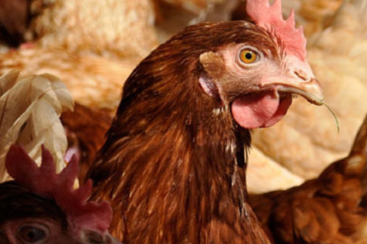 Severlohs Kartoffelkiste in Oppershausen