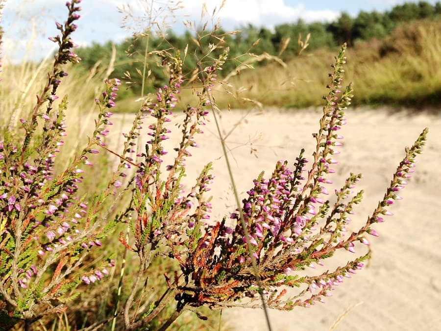 Hotel-Restaurant Fuchs