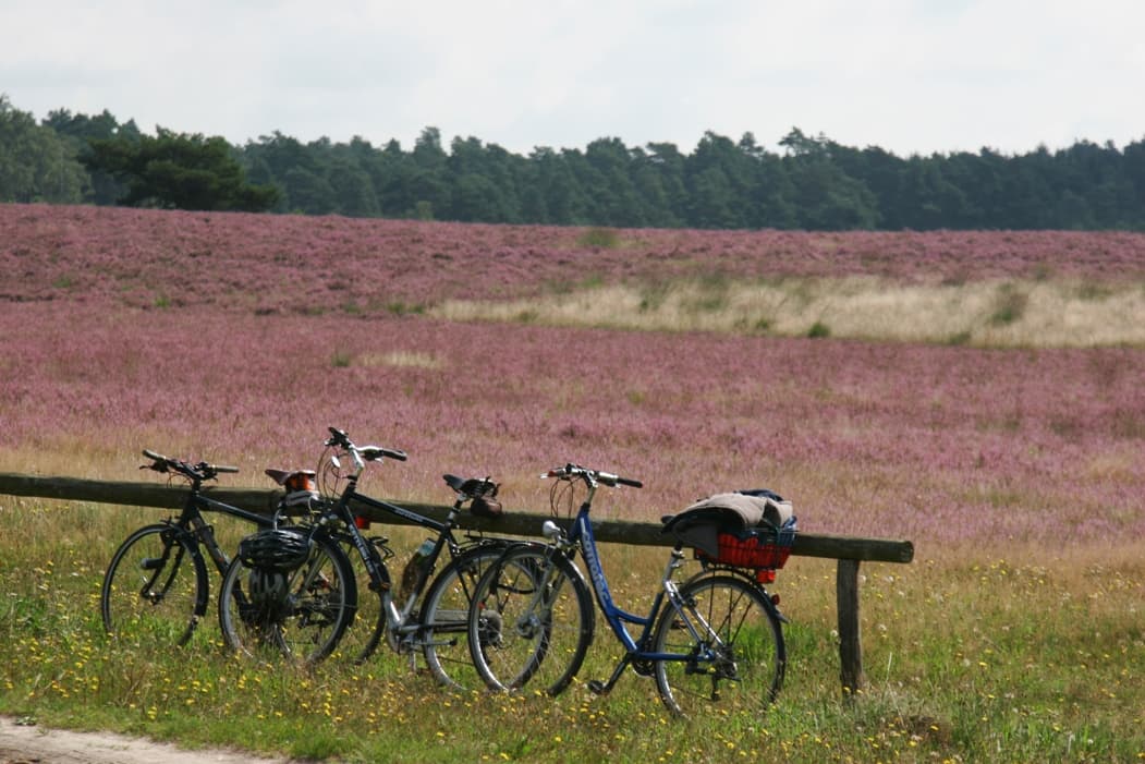 Mit dem Fahrrad durch die HeideCycling through the heathCykling gennem hedenFietsen door de heide