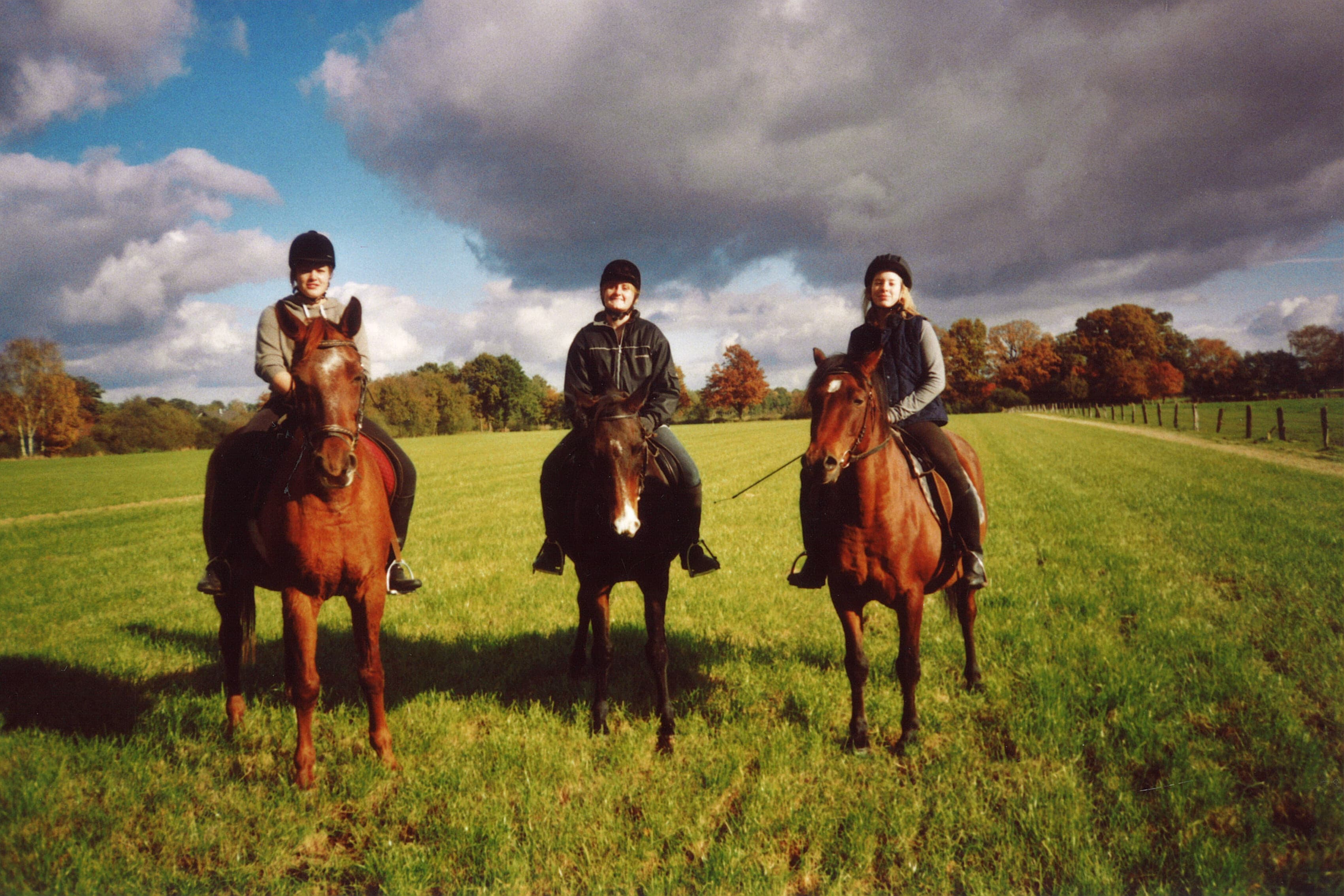 3 von unseren 6 Pferden