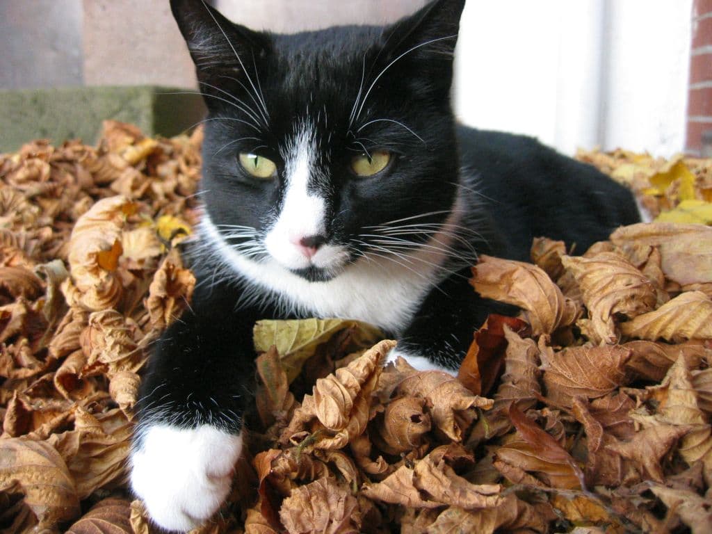 Gästezimmer in Texas