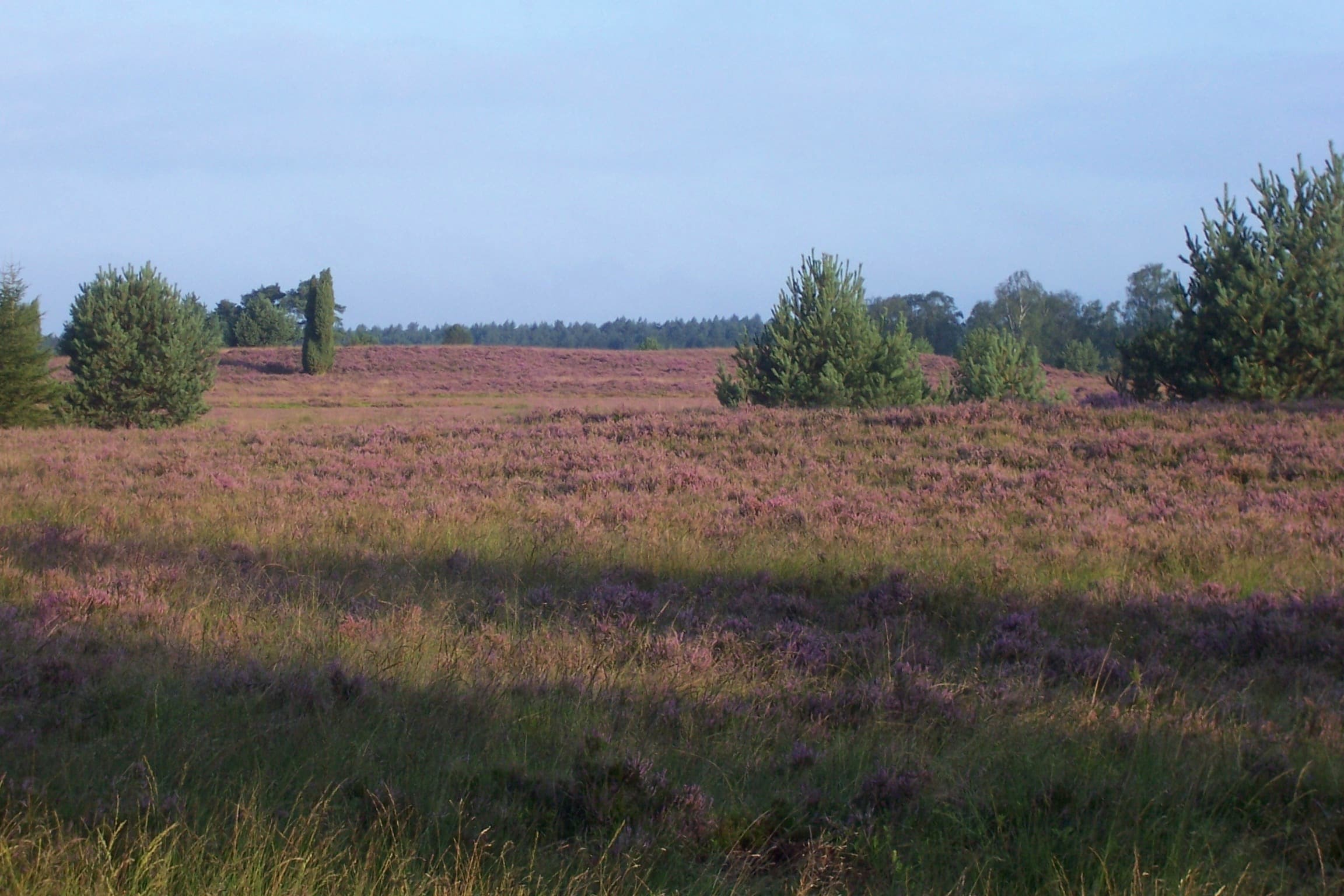 Heidefläche an der Ferienwohnung Haus Heckenrose in Undeloh