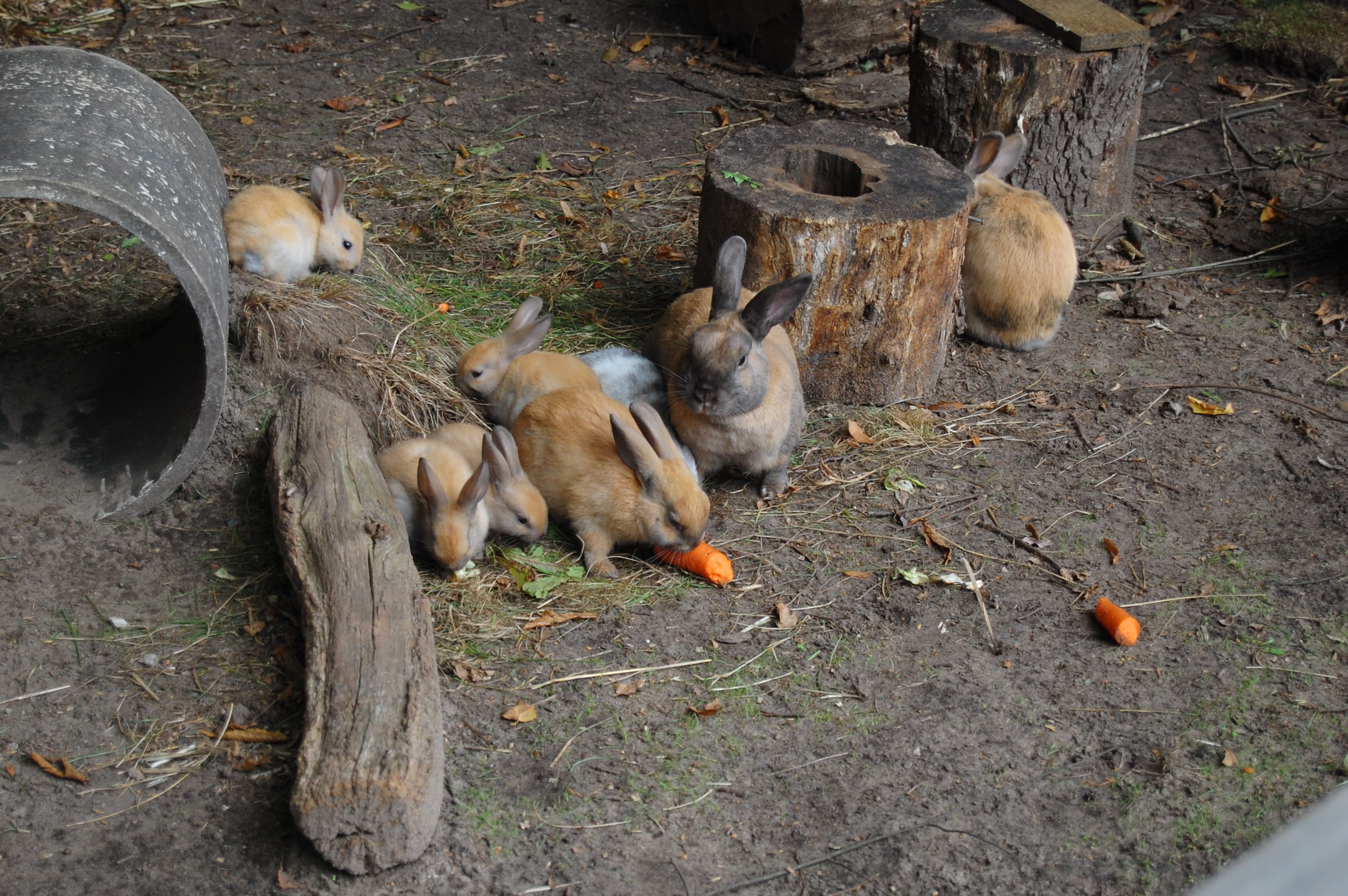 Kaninchen des Hotels Allerhof in Frankenfeld