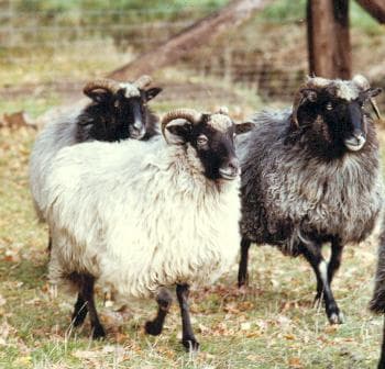 Drewes-HofDrewes-HofDrewes-HofDrewes-Hof