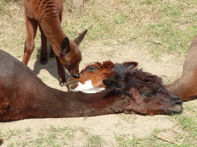 Feriendorf Weinberghof