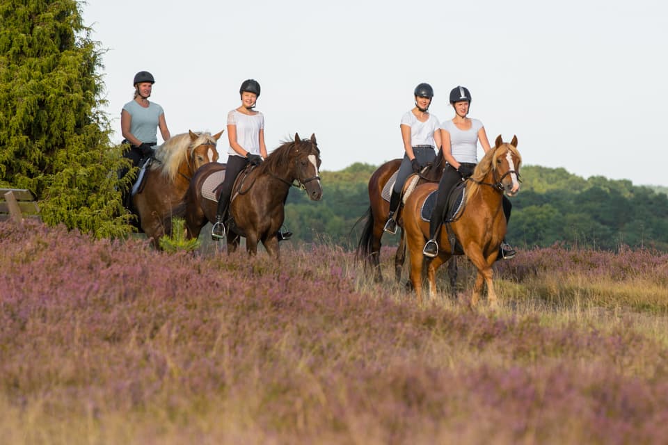 Heideritt des Reiter- und Ferienhof Cohrs in BispingenHeideritt of the riding and vacation farm Cohrs in BispingenHeideritt fra ride- og feriegården Cohrs i BispingenHeideritt van de manege en vakantieboerderij Cohrs in Bispingen