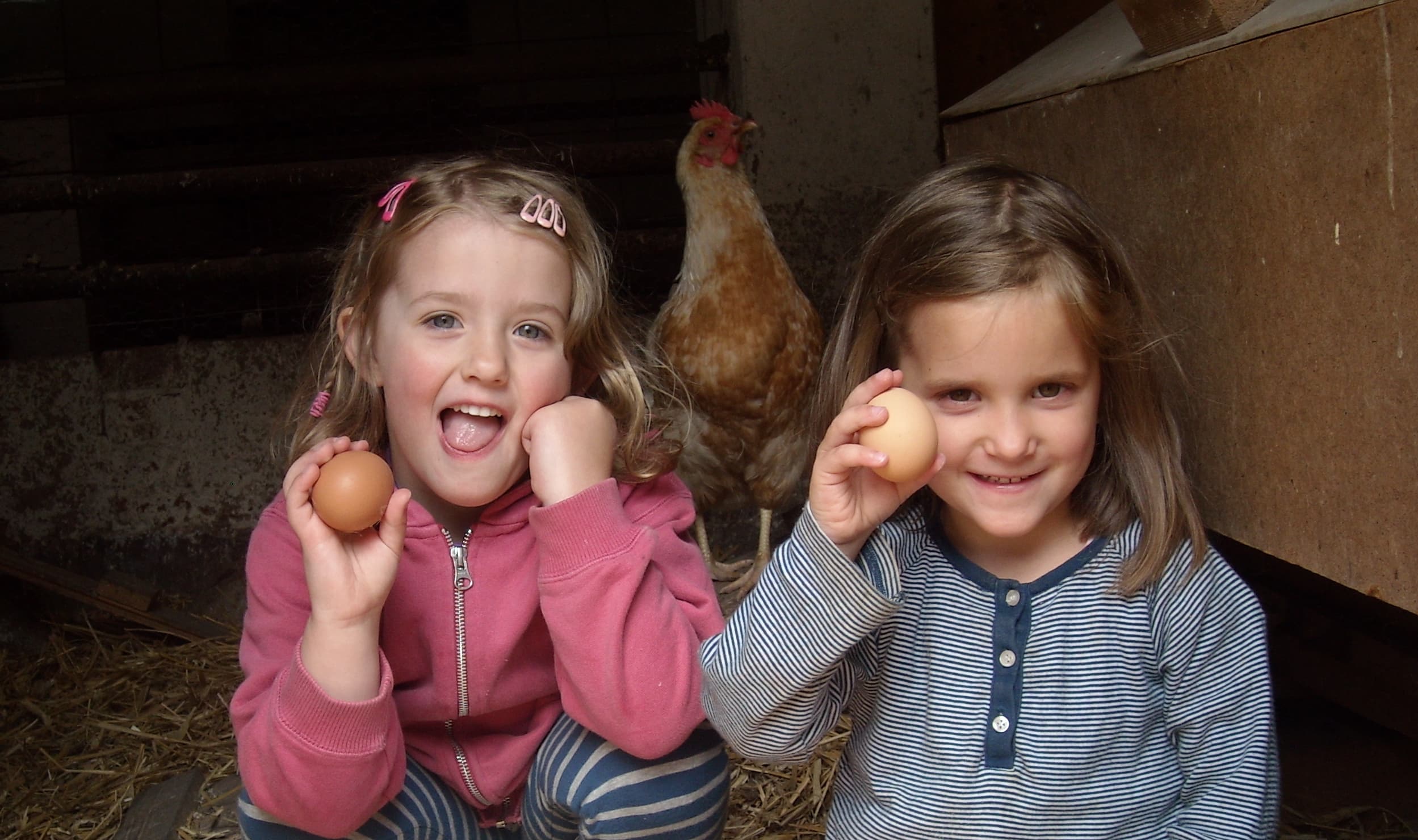 Kinder bei den Hühnern auf dem Reiter- und Ferienhof Cohrs in BispingenChildren with the chickens at the Cohrs riding and vacation farm in BispingenBørn med hønsene på Cohrs ride- og feriegård i BispingenKinderen met de kippen op de manege en vakantieboerderij Cohrs in Bispingen