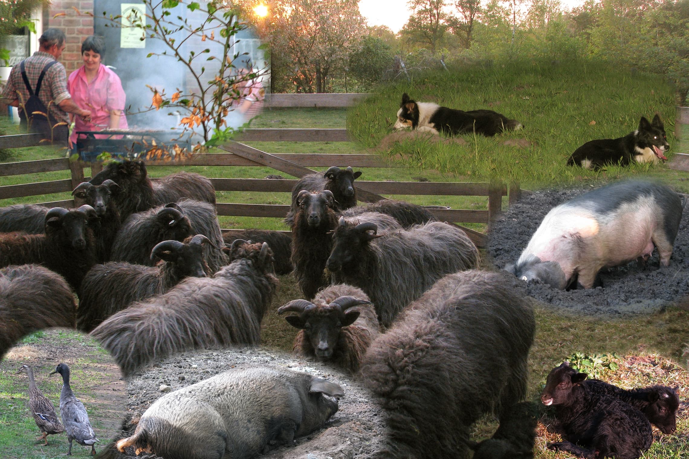 Pension "Der Schnuckenhof"