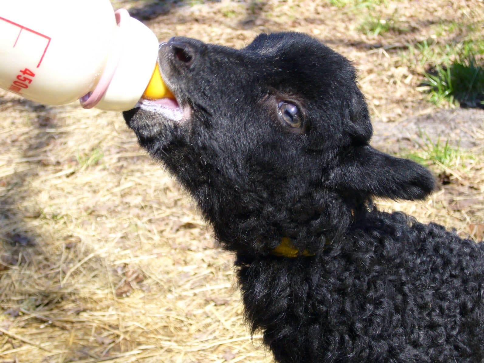 Pension "Der Schnuckenhof"