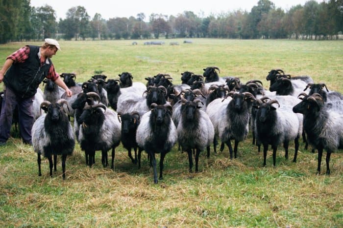 Pension "Der Schnuckenhof"