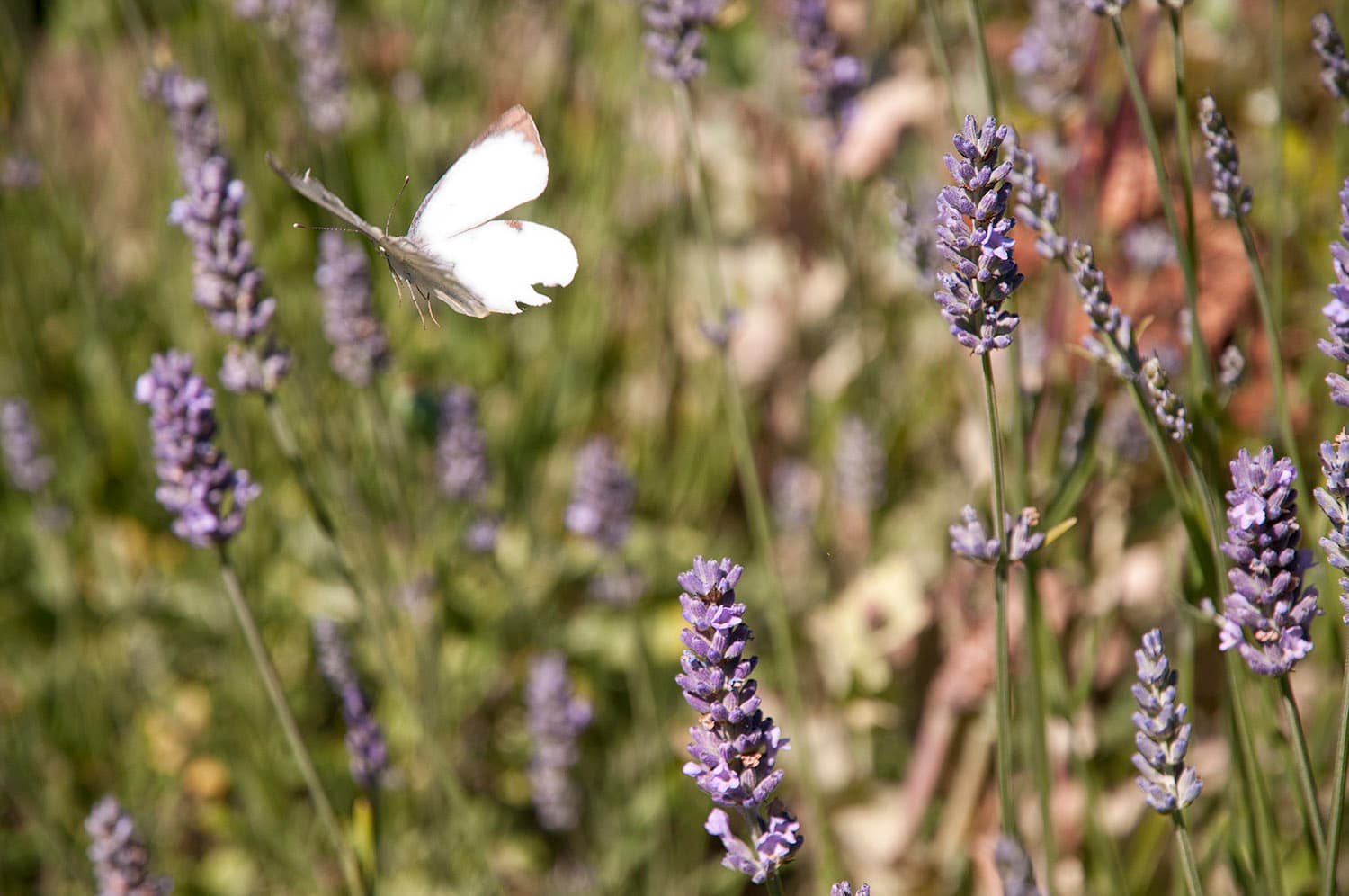 Campingplatz an der Elbe bei Hamburg
