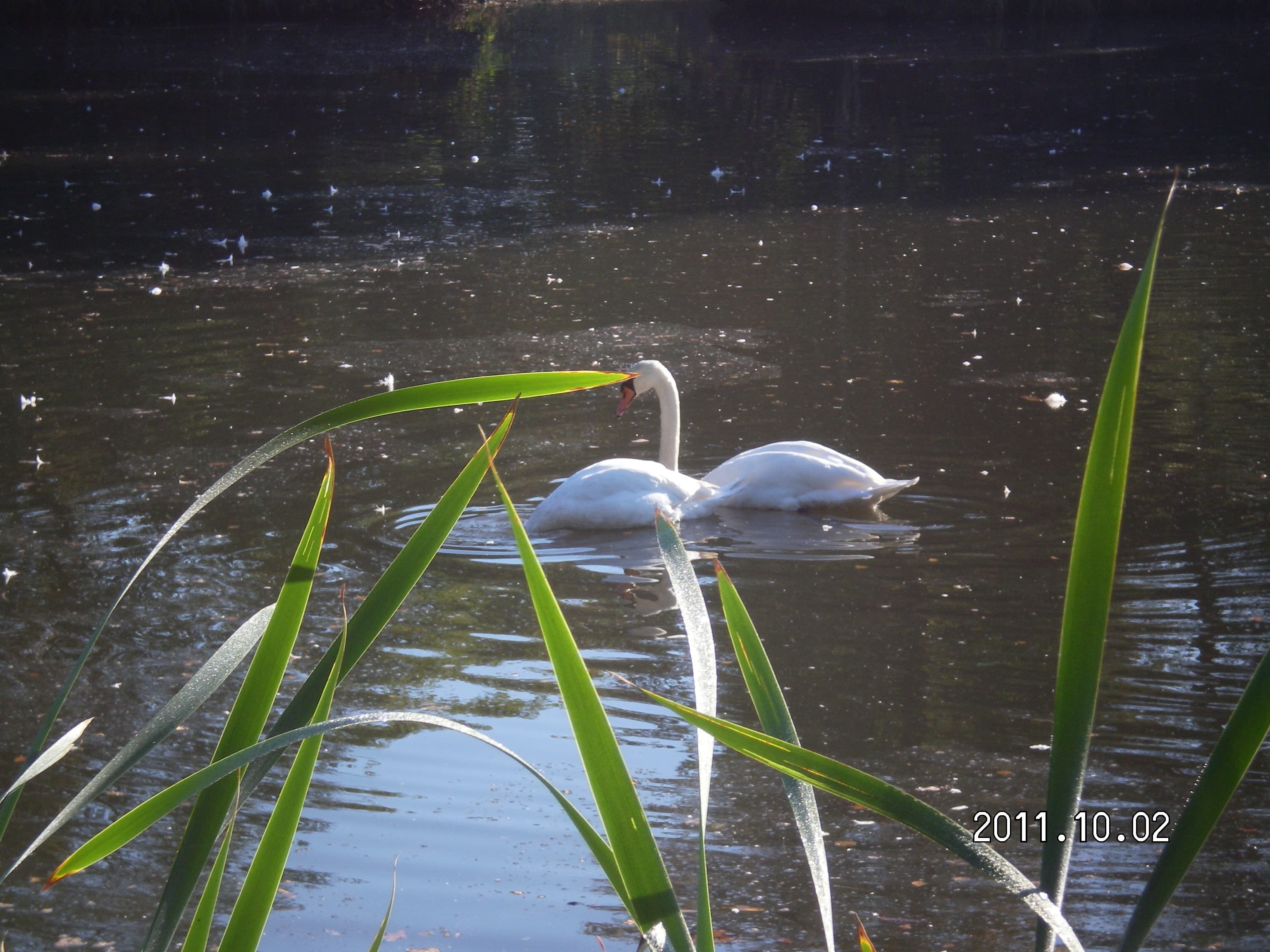 Dorfteich bei der Ferienwohnung Örtzeblick in Bergen