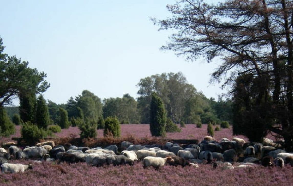Heidschnucken in der Heide Ferienwohnung Örtzeblick in Bergen
