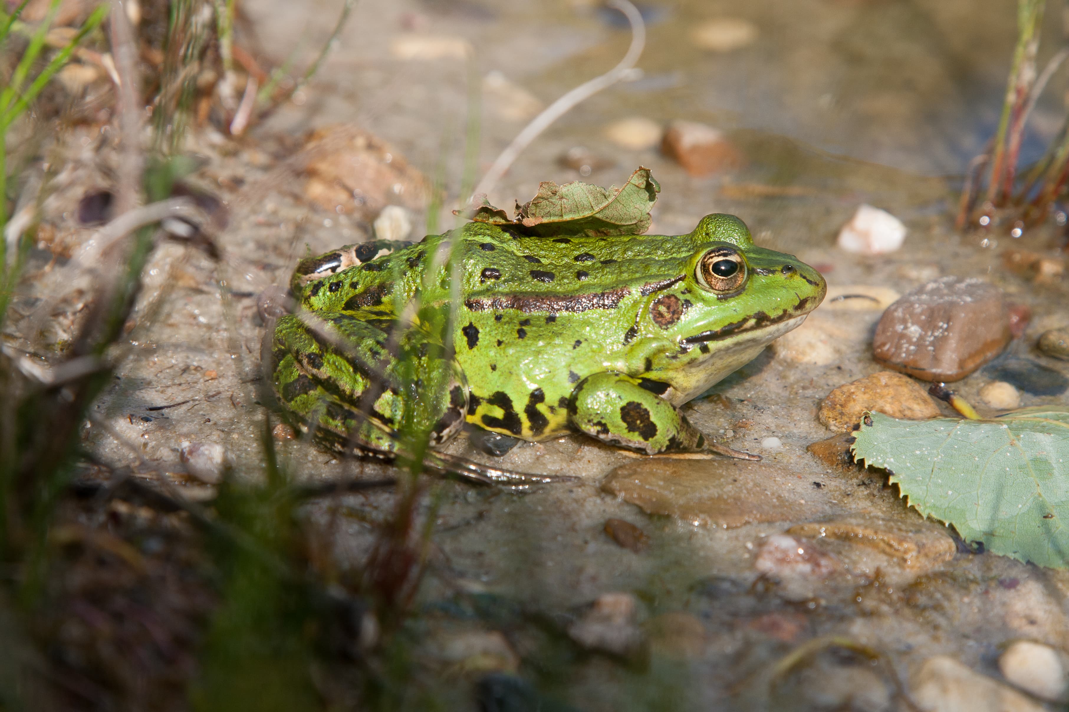 Frösche gehören dazu