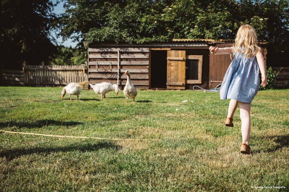 Gänse des Familotel Landhaus Averbeck in Bergen