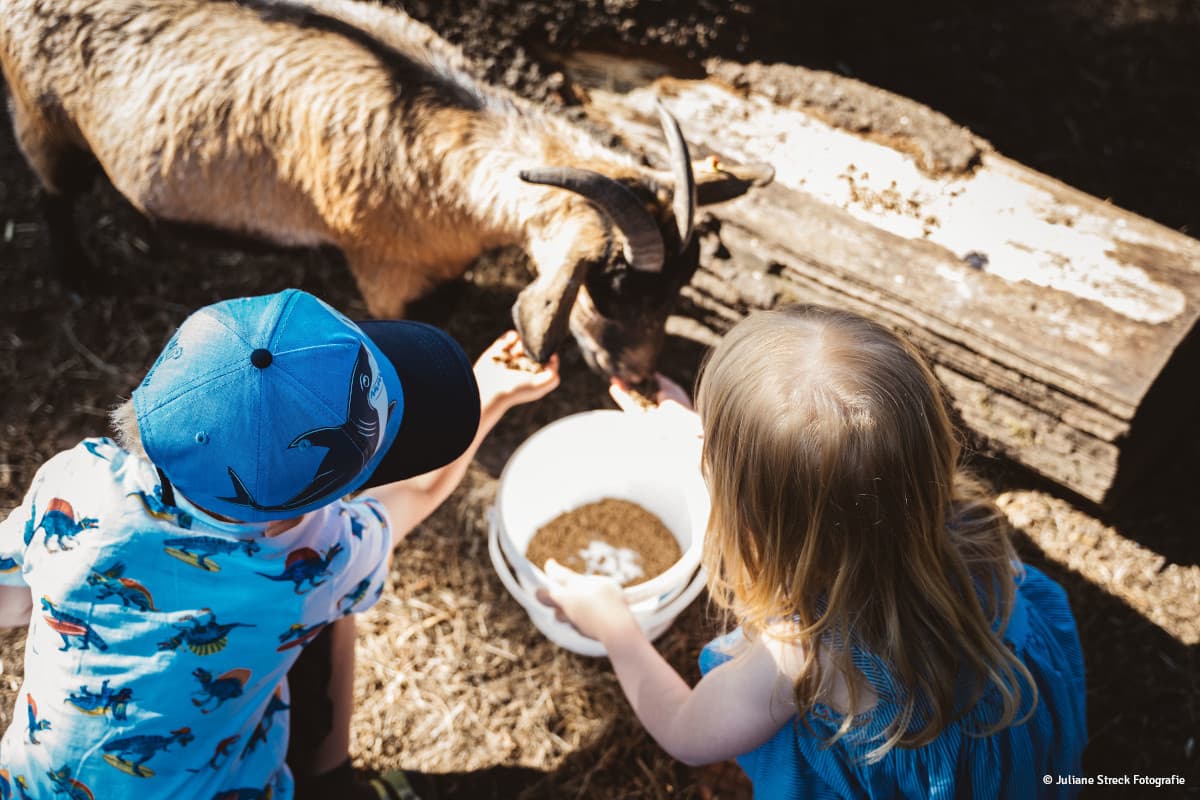 Ziegen des Familotel Landhaus Averbeck in Bergen