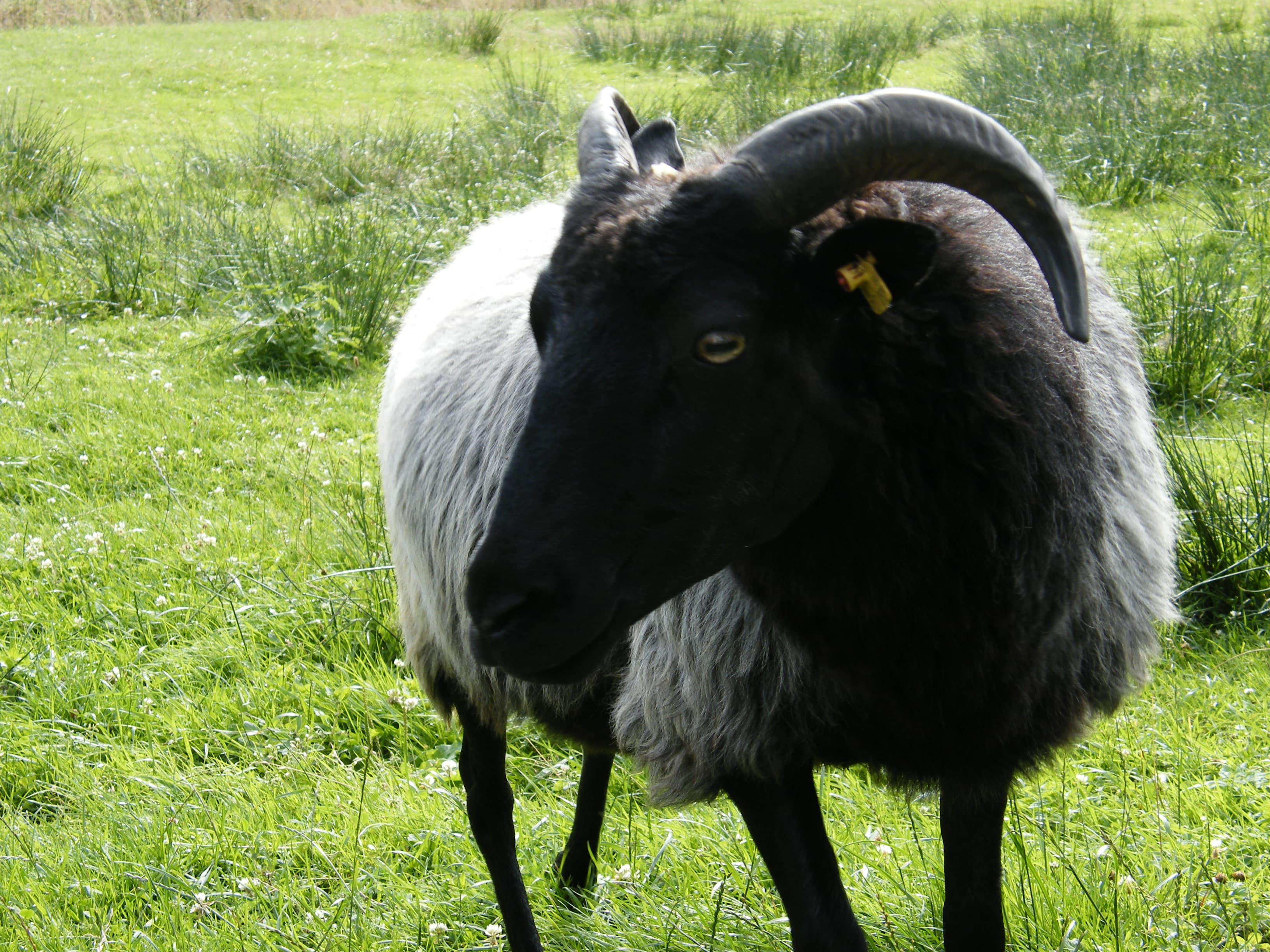 Ferienwohnung Heidschnucke