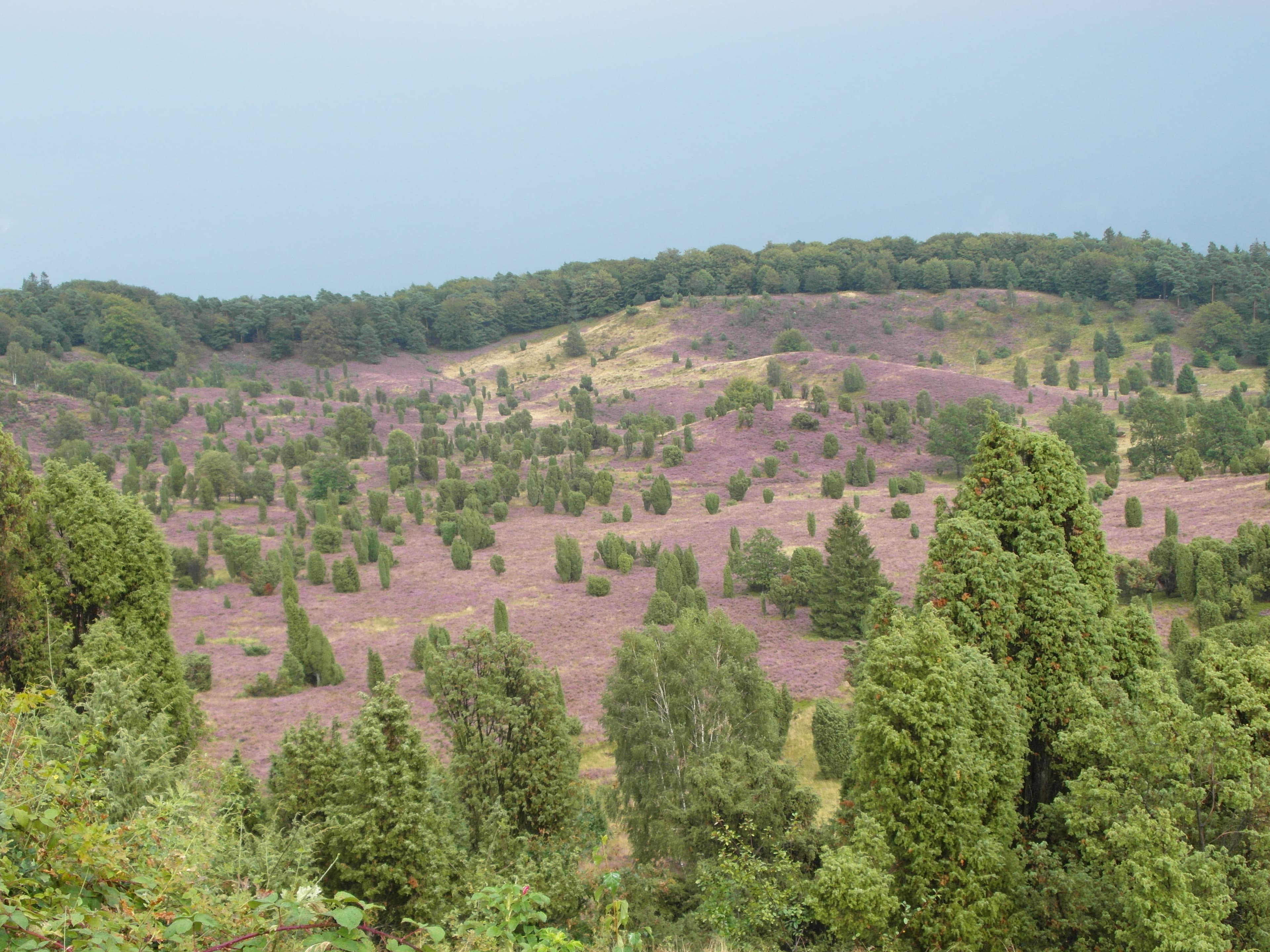 Ferienwohnung Heidschnucke