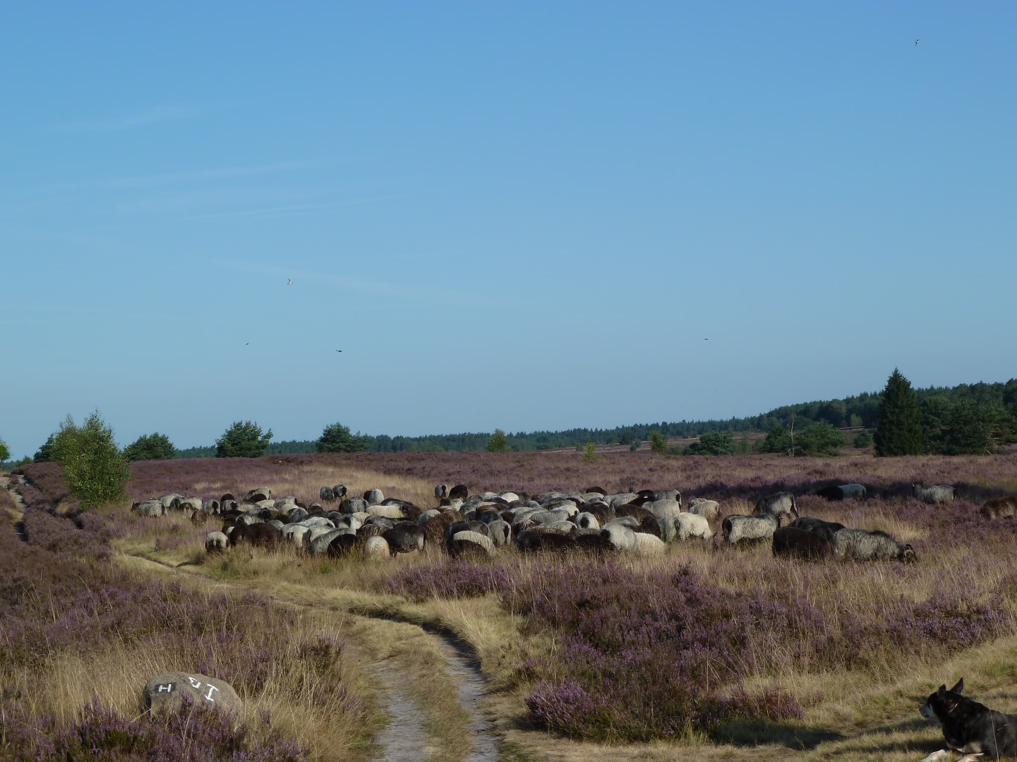 Ferienwohnung Schwalbennest