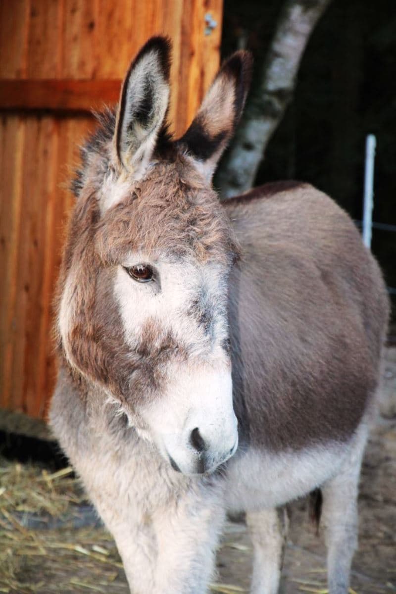 Esel der Villa zum Wuestenschiff in Handeloh