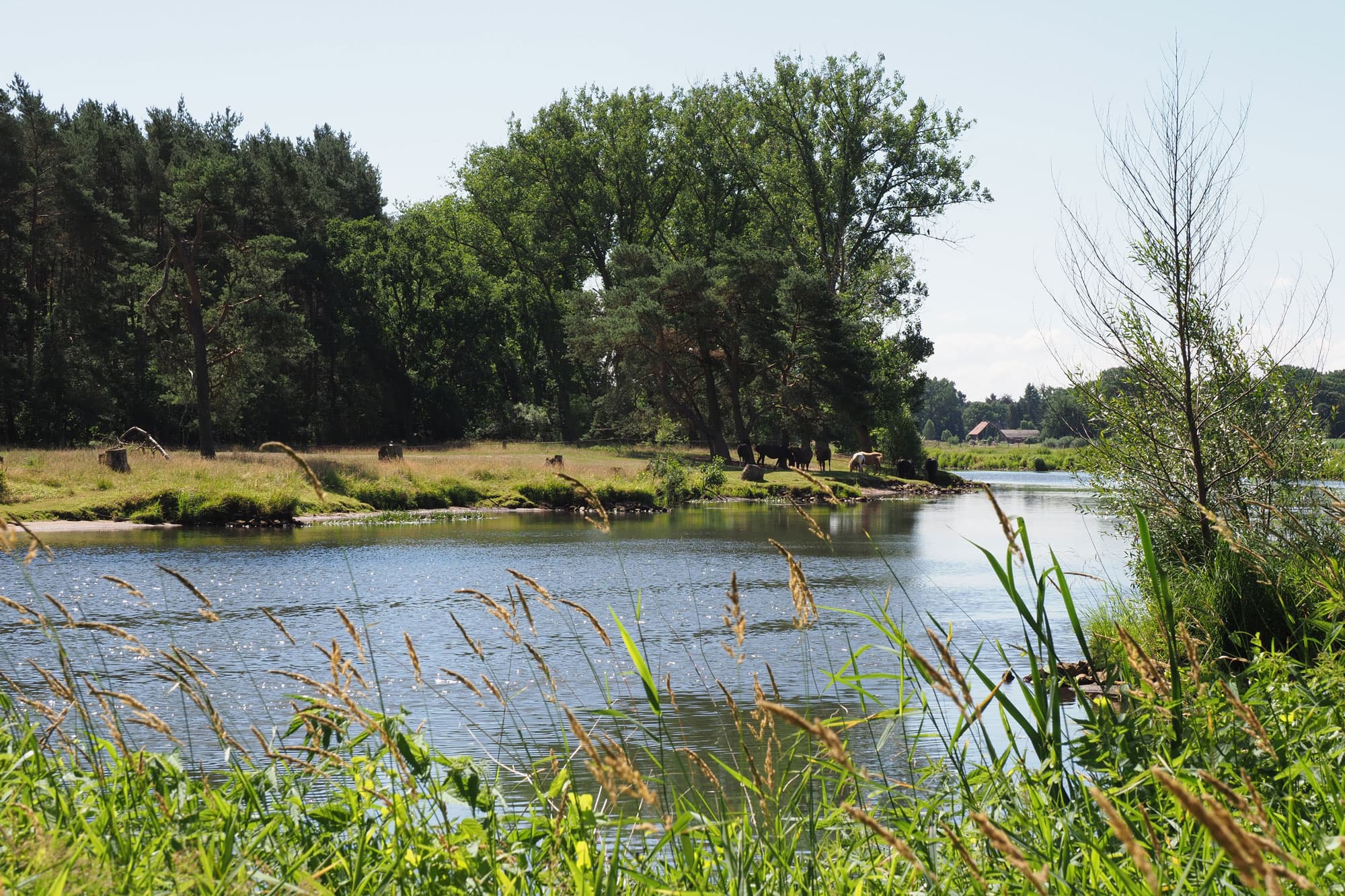 Aller & Campinggelände
