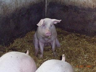 Bauernhof Familie Wehrhoff