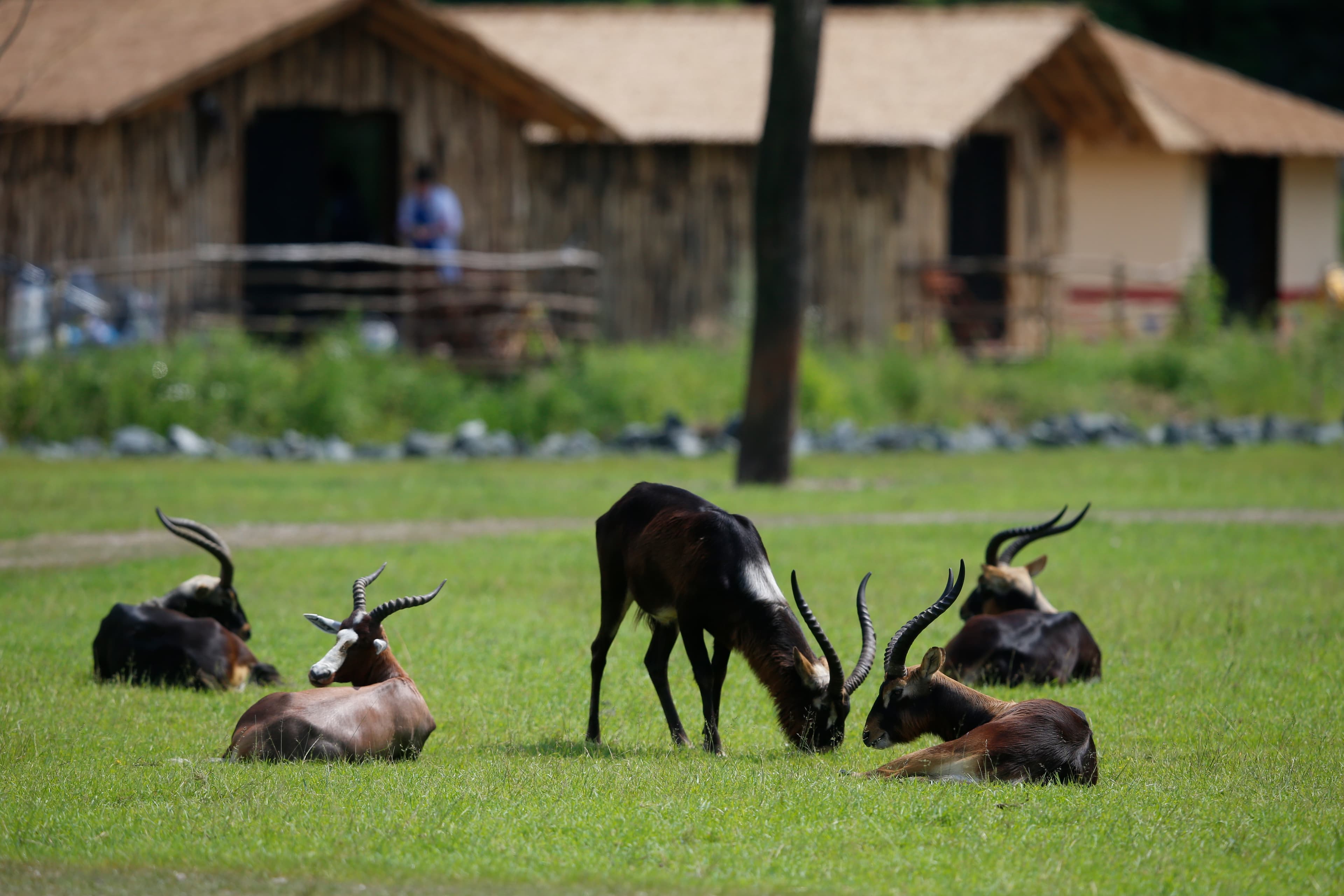 Masai Mara Lodges im Serengeti-Park Tiere