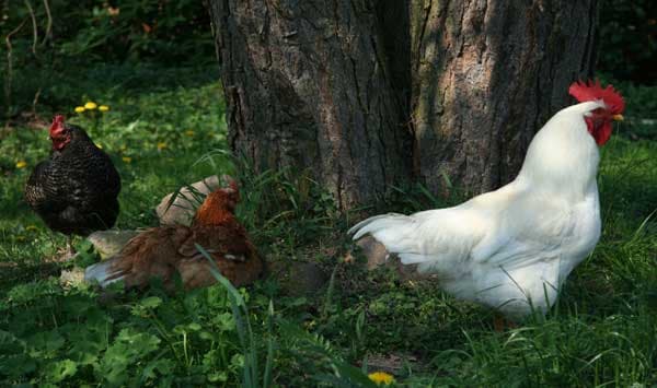 Hof Rose - hühner