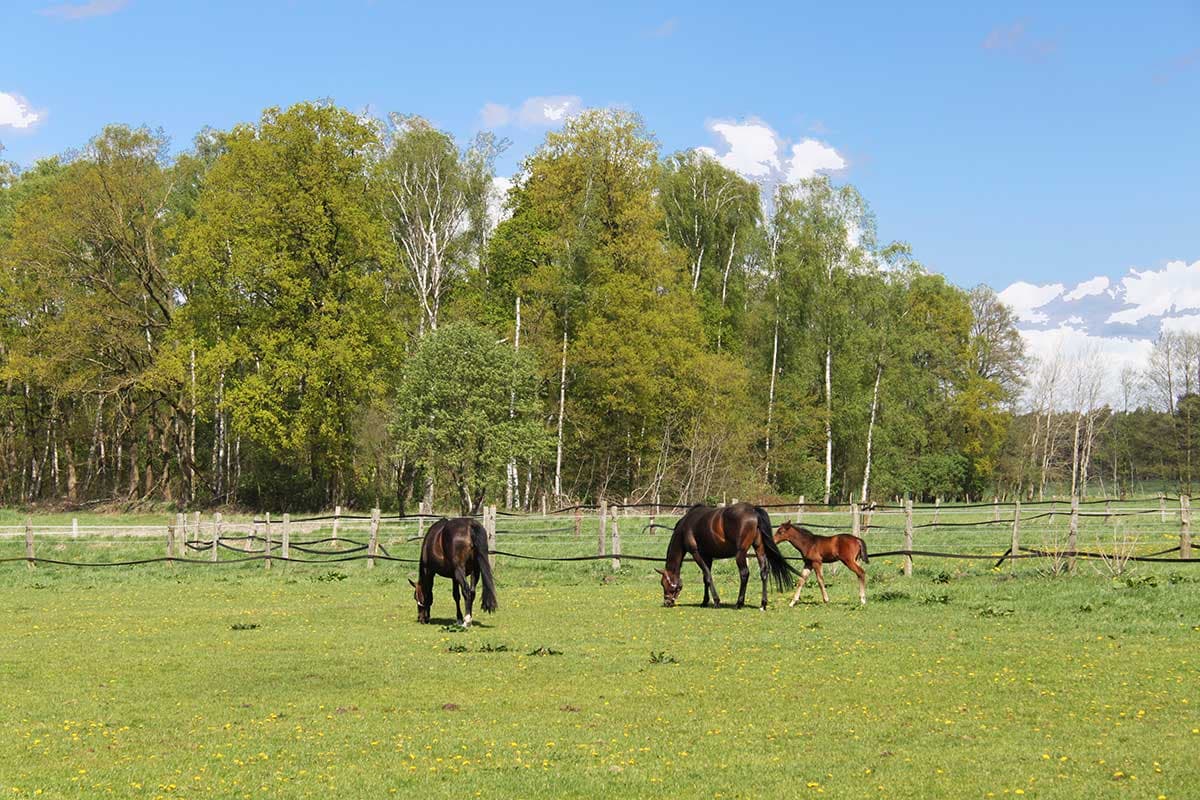 Ferien-Appartements Reiterhof Esterau