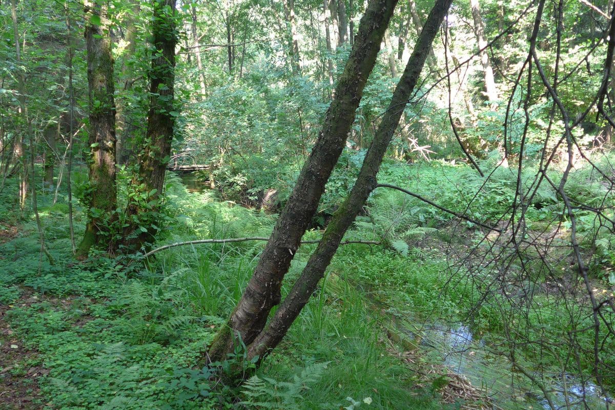 Waldgarten der Ferienwohnung Niemann in Lutterloh
