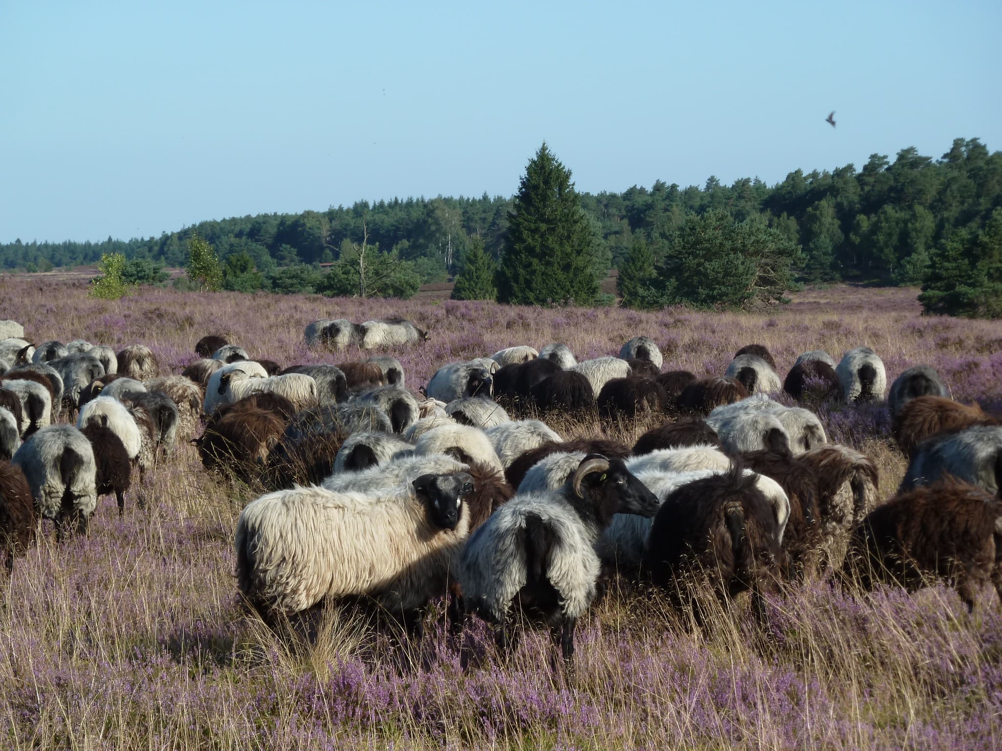 Ferienwohnung Schwalbennest