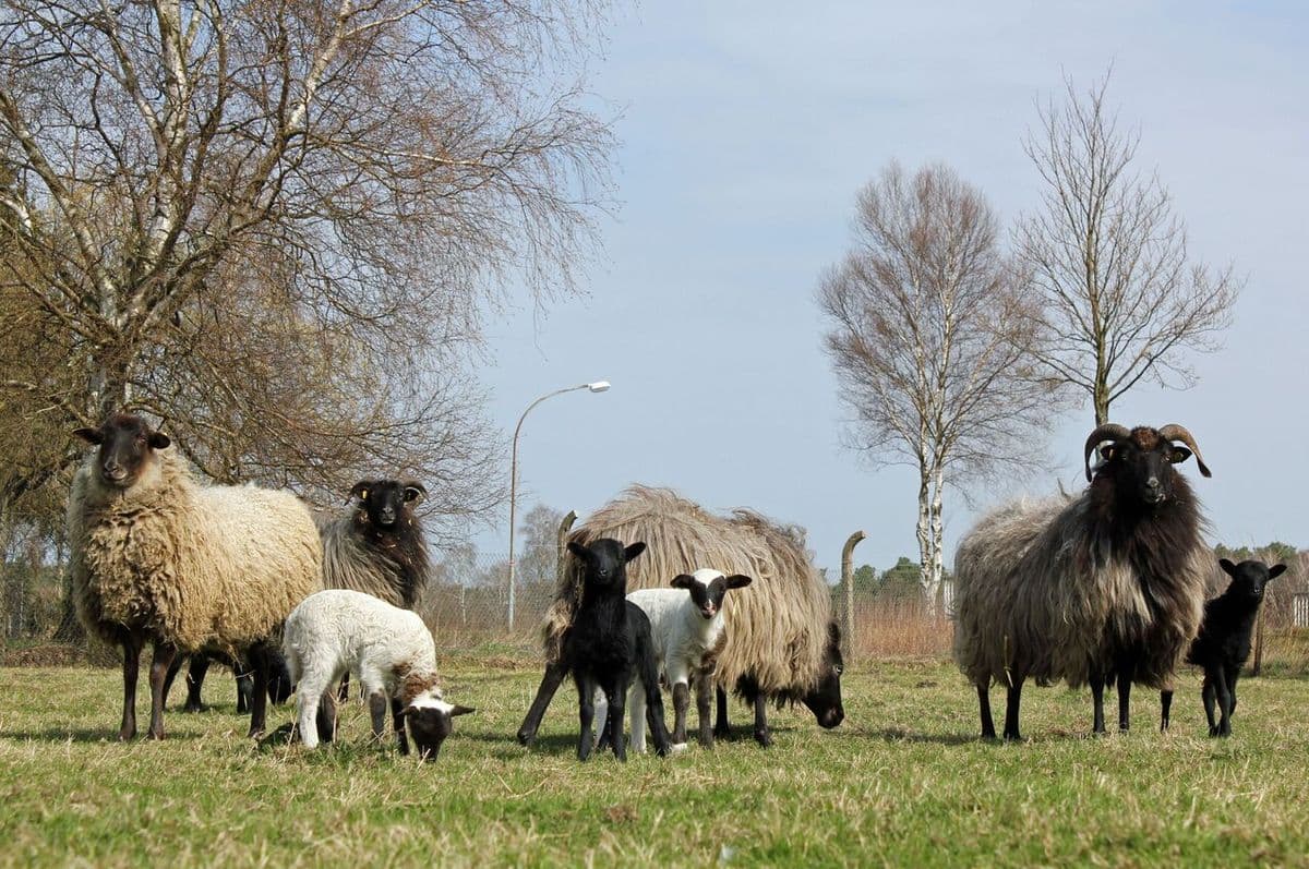 Ferienwohnung Schwein gehabt