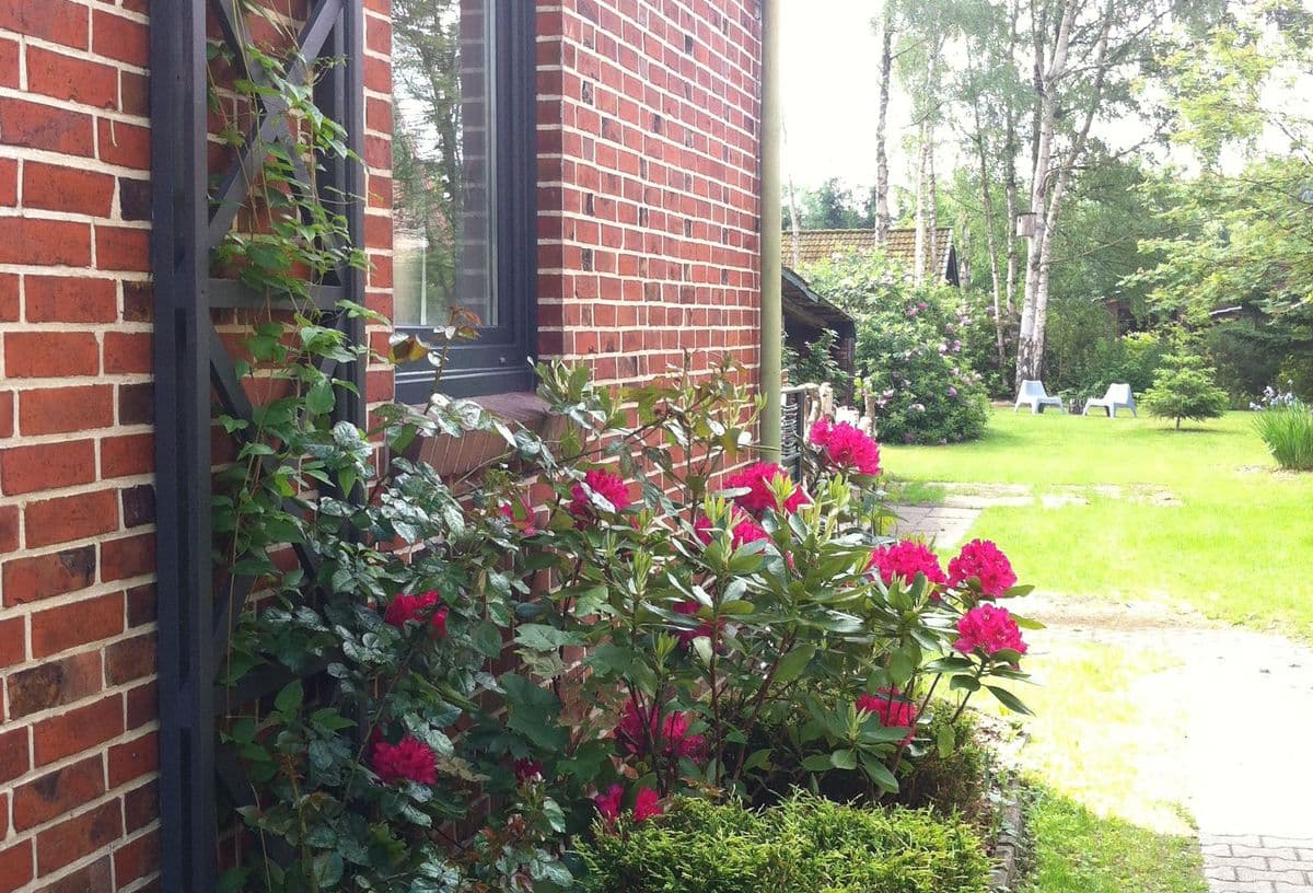 Rosen des Ferienhaus Dat Huuske in Salzhausen