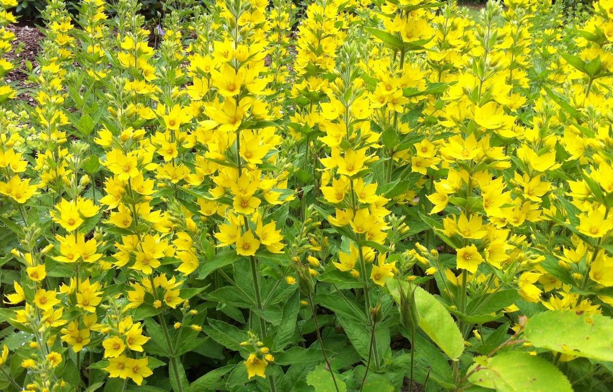 Garten des Ferienhaus Dat Huuske in Salzhausen
