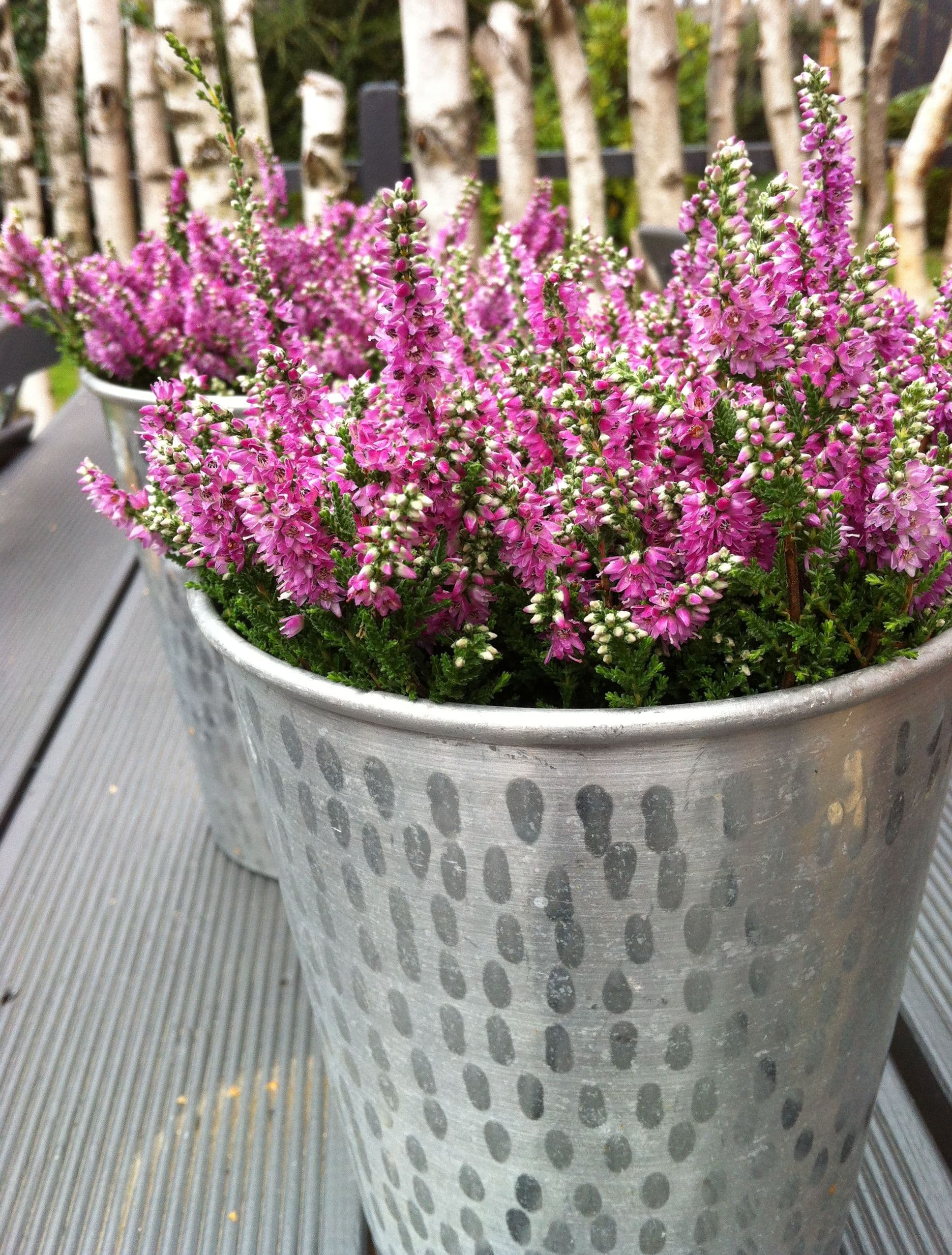 Garten des Ferienhaus Dat Huuske in Salzhausen mit Heide